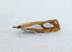 Catoptria pinella