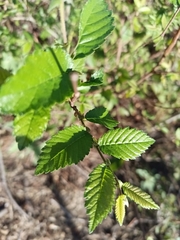 Ulmus alata