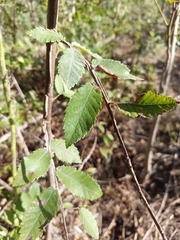 Ulmus alata