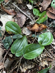 Maianthemum canadense