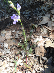 Penstemon linarioides