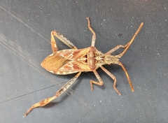 Leptoglossus clypealis