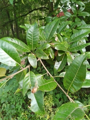 Quercus imbricaria