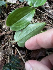 Maianthemum canadense