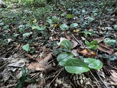 Maianthemum canadense