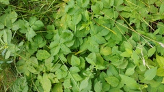 Aegopodium podagraria