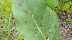 Pseudocercospora silphii