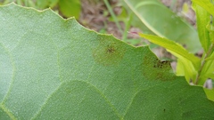 Pseudocercospora silphii