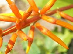 Erythrina leptorhiza