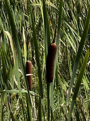 Typha