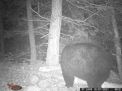 Ursus americanus machetes