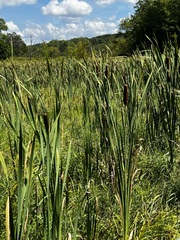 Typha