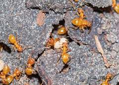 Lasius aphidicola