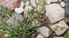 Spergularia marina