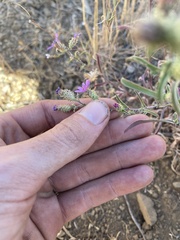 Dieteria canescens