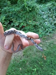 Pantherophis alleghaniensis