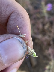 Dieteria canescens