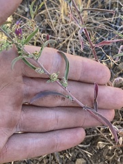 Dieteria canescens