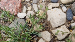 Spergularia marina