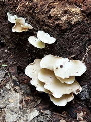 Crepidotus