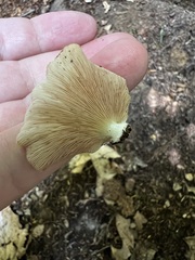 Crepidotus