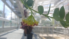 Hoya cumingiana