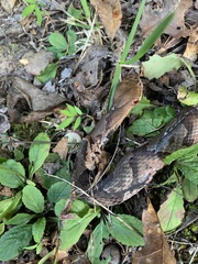 Agkistrodon contortrix
