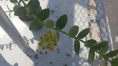 Hoya cumingiana