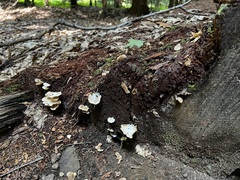 Crepidotus
