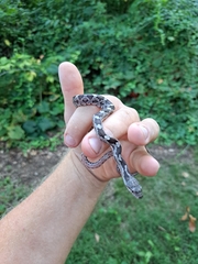 Pantherophis alleghaniensis