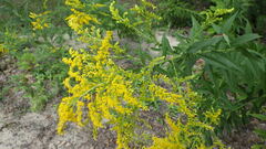 Solidago