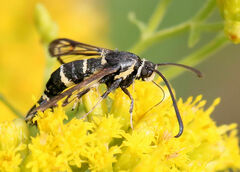 Synanthedon decipiens