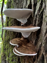 Ganoderma