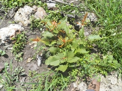 Erythrina leptorhiza