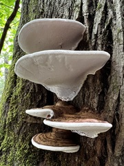 Ganoderma