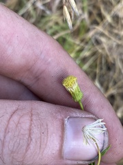 Erigeron inornatus