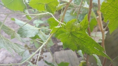 Rubus odoratus
