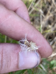 Erigeron inornatus