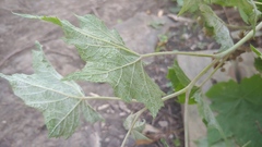 Rubus odoratus