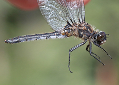 Leucorrhinia proxima