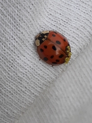 Hesperomyces harmoniae