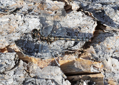 Leucorrhinia proxima