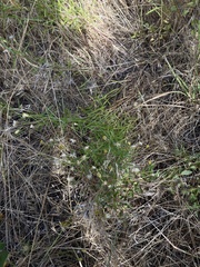 Erigeron inornatus