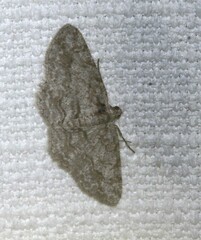 Didymoctenia exsuperata