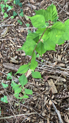 Celastrus orbiculatus