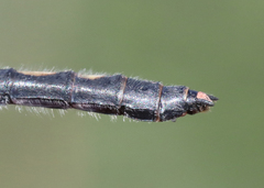 Leucorrhinia proxima
