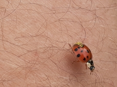 Hesperomyces harmoniae