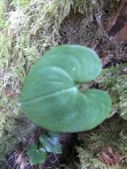 Maianthemum dilatatum