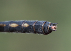 Leucorrhinia proxima