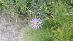 Symphyotrichum shortii